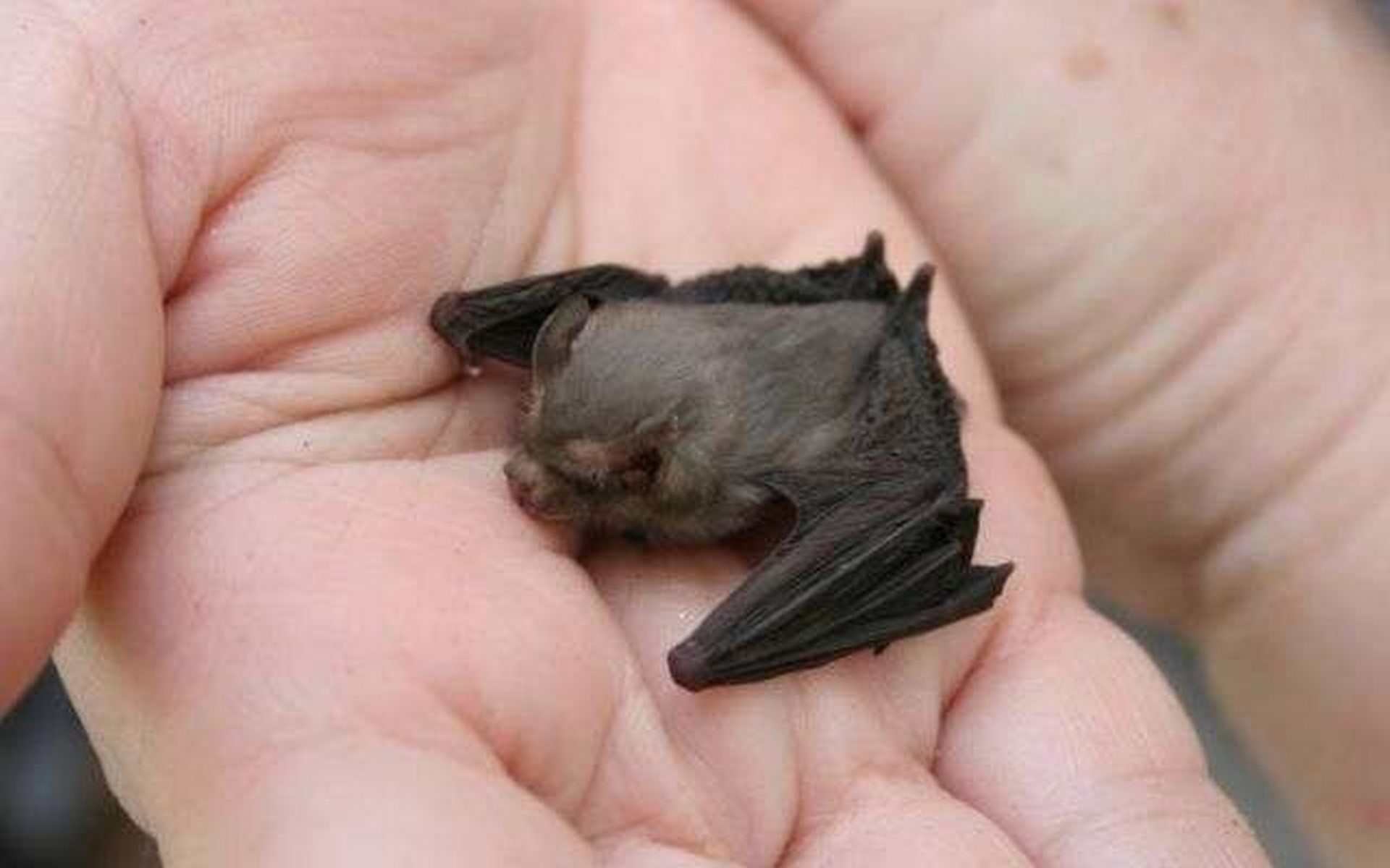 Kitti`s hog nosed bat lifespan